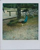 peacock