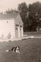 Cuddles in the back yard at 7827 Wyoming. She used to bring home rabbits and chickens